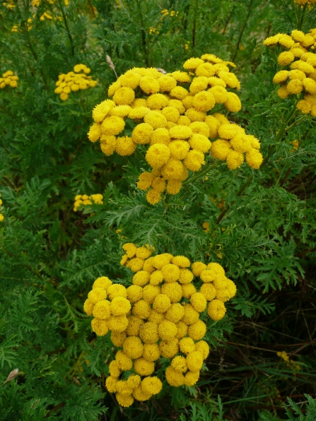 Clusters of tansy growing in wet grassland