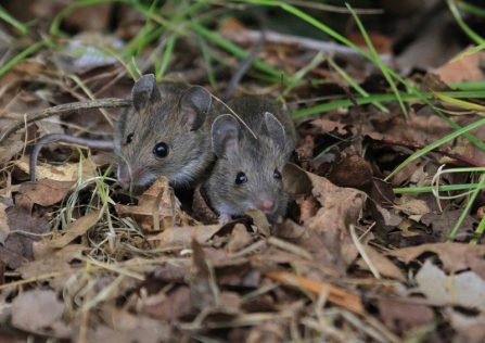 A pair of wood mice crouched together in leaf litter