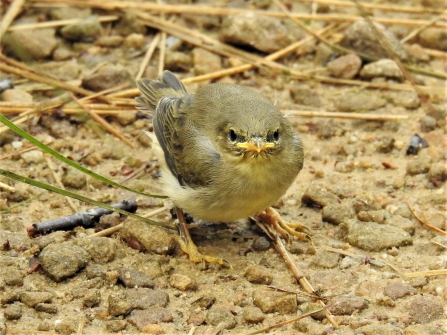 Willow warbler chick by Dave Steel