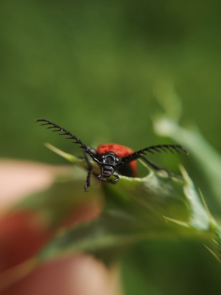 A black-headed cardinal beetle resting on a leaf