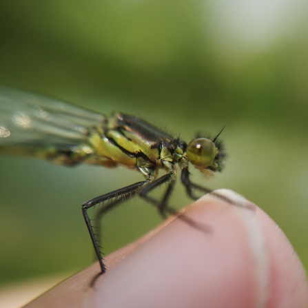 Female blue-tailed damselfly resting on someone's finger