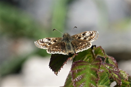 A dingy skipper butterfly resting on vegetation at Warton Crag