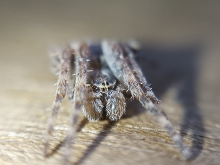 A male furrow orb weaver spider in a bird hide