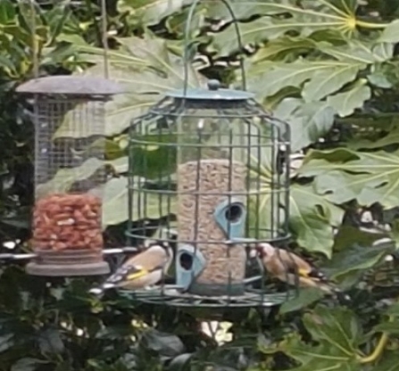 Goldfinches on a bird feeder in our volunteer David Merry's garden