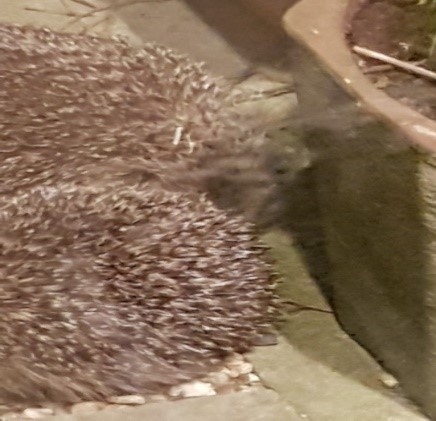 Two hedgehogs in the middle of courtship in our volunteer David Merry's garden