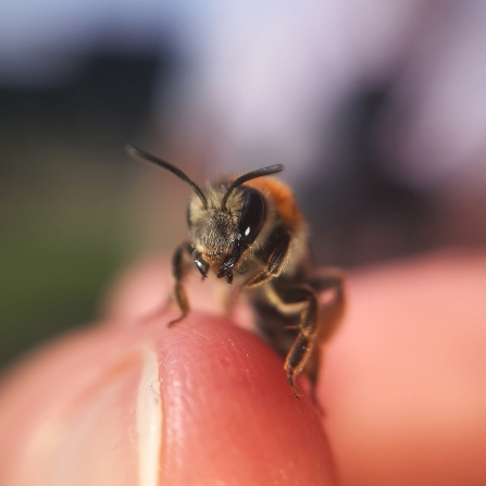 An orange-tailed mining bee sitting on someone's finger