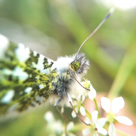Orange-tip butterfly resting on garlic mustard