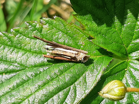 The larva of the psyche casta moth encased in grass stalks at Heysham Moss
