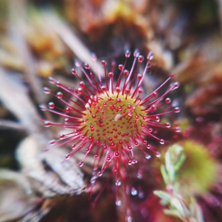 Close-up of the carniverous plant, round-leaved sundew