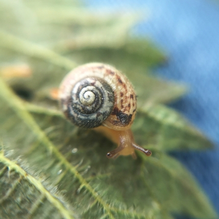 Close-up of a silky snail sitting on a leaf