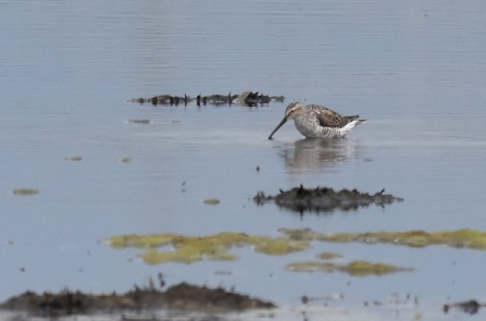 A stilt sandpiper probing the mud for invertebrates at Lunt Meadows Nature Reserve