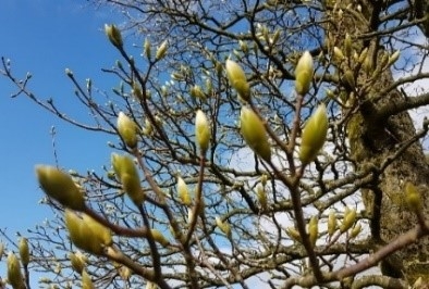 Trees coming into bud in our volunteer David Merry's garden