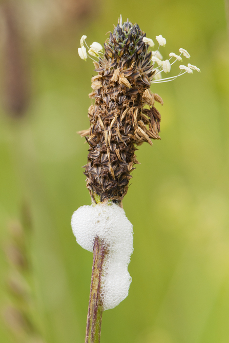 Cuckoo spit on the stem of ribwort plantain