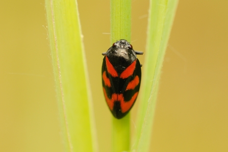An adult red and black froghopper sitting on a plant stem