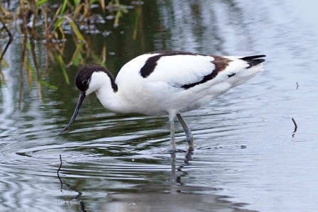 An avocet wading through a pool at Lunt Meadows nature reserve