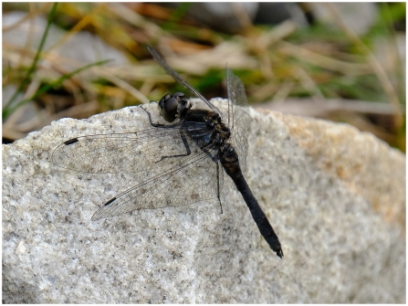 A male black darter dragonfly resting on a rock