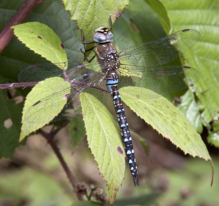 A common hawker dragonfly resting on leaves