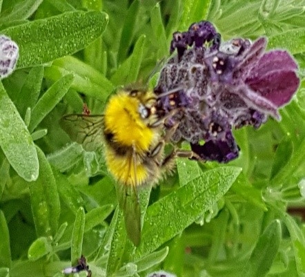 A male early bumblebee feeding from flowers in our volunteer's garden