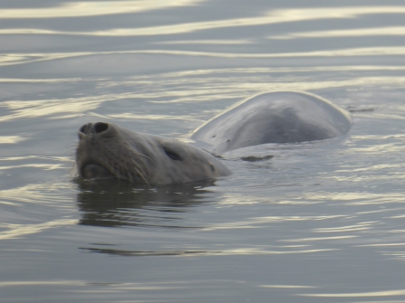 A grey seal swimming and hunting flounder in Heysham harbour