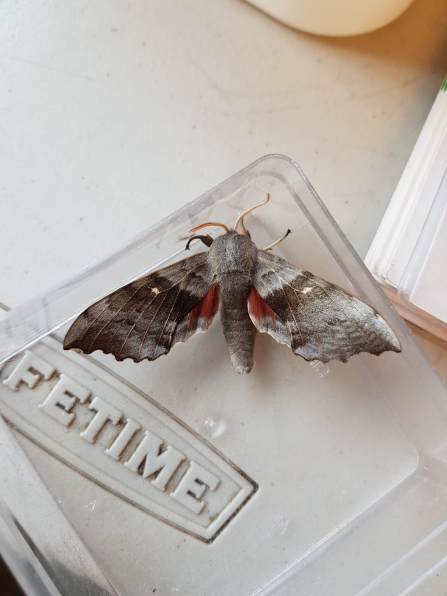 A poplar hawkmoth at Mere Sands Wood nature reserve