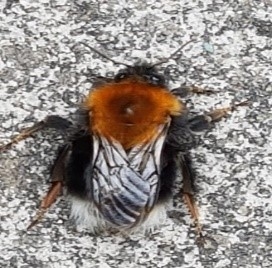 A tree bumblebee queen on our volunteer's patio