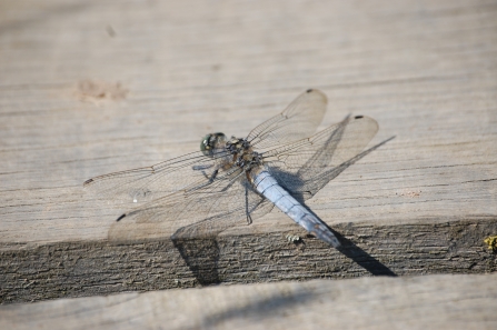 A black-tailed skimmer dragonfly resting on wooden boards