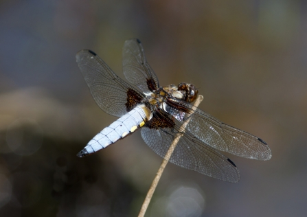 A broad-bodied chaser dragonfly resting on a twig