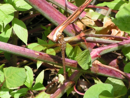 A brown hawker dragonfly resting on vegetation in the sunshine