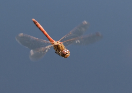 A common darter dragonfly flying through the air at high speed