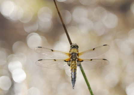 A four-spotted chaser dragonfly resting on a blade of grass