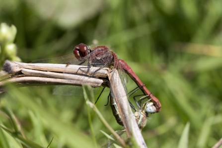 A red-veined darter dragonfly resting on dead vegetation