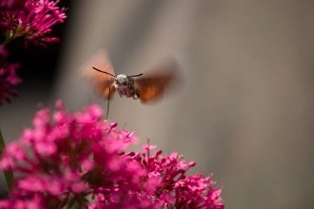 A hummingbird hawkmoth feeding on pink flowers in a garden