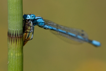 A common blue damselfly eating an insect on a plant stem