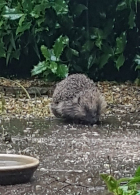 A hedgehog walking through our volunteer David Merry's garden in daylight