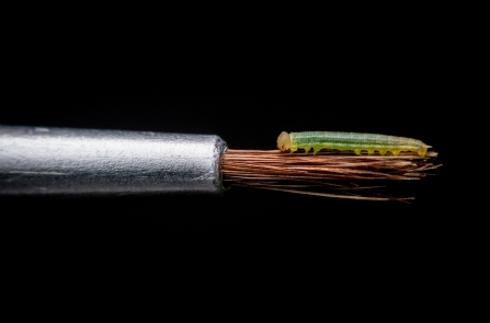 A tiny large heath caterpillar resting on the bristles of a paintbrush