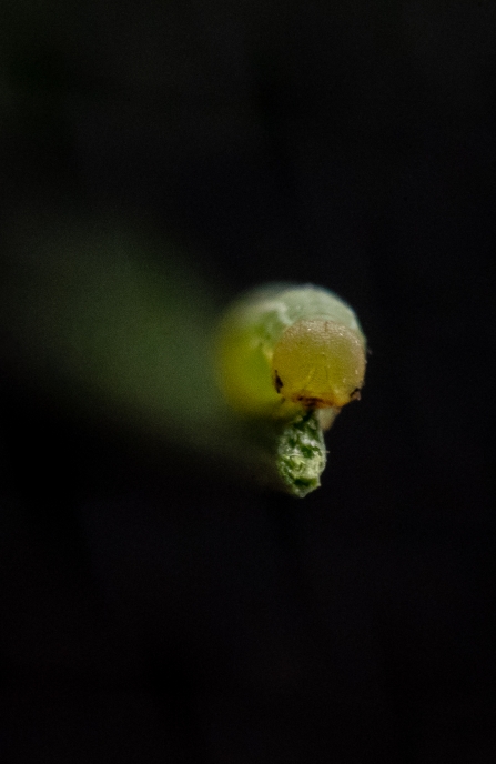 Close-up of the head of a tiny large heath butterfly caterpillar