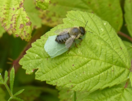 A leafcutter bee at Middleton Nature Reserve with a section of leaf for its nest