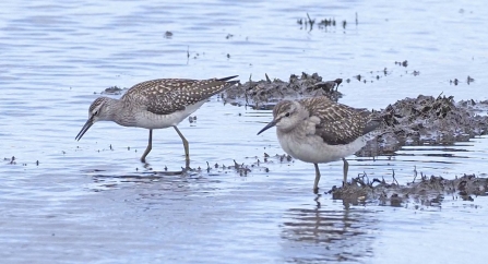 A pair of wood sandpipers foraging in the mud at Lunt Meadows