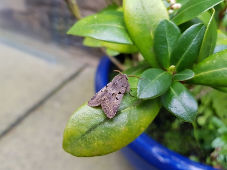 A hebrew character moth sitting on a garden plant