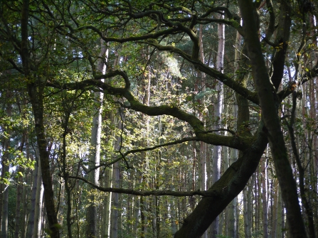 Sunlight filtering through trees in the woodlands of Mere Sands Wood