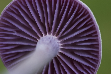 The bright purple gills of an amethyst deceiver mushroom