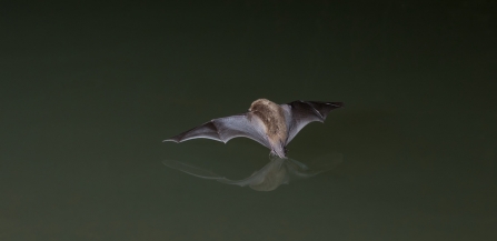 Daubenton's Bat