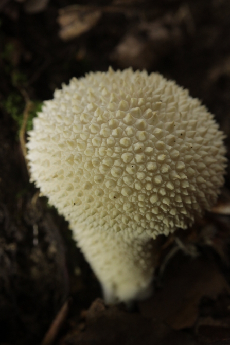A fresh common puffball mushroom growing out of the leaf litter
