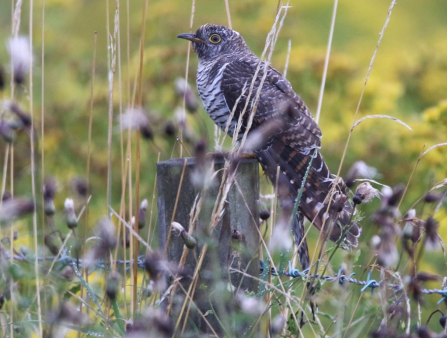 A juvenile cuckoo perched on a fence post at Lunt Meadows Nature Reserve