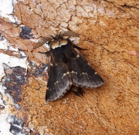 A male December moth with feathery antennae resting on a piece of wood