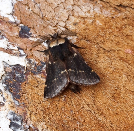 A male December moth with feathery antennae resting on a piece of wood