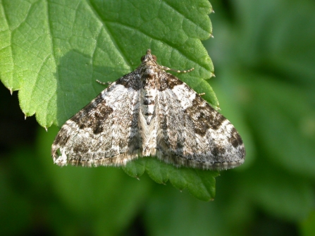 A garden carpet moth resting on a leaf