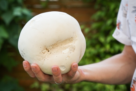Person holding a giant puffball mushroom in their hand