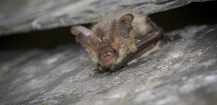 Brown long-eared bat