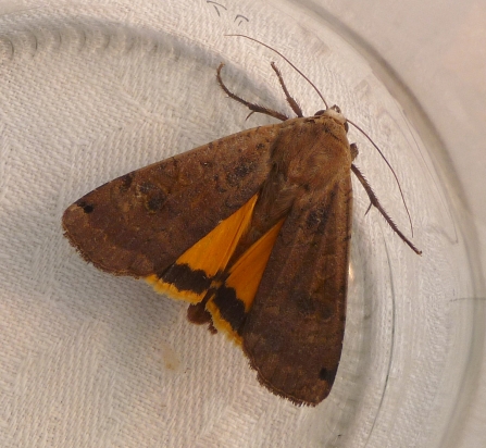 A large yellow underwing moth displaying its yellow colours